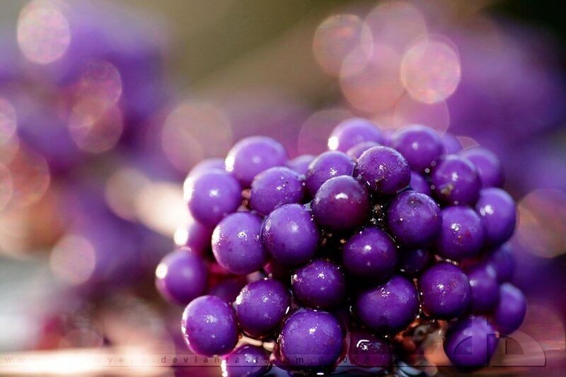 Purple Grapes Cluster