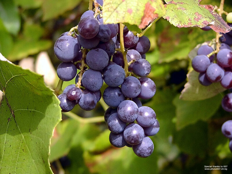 purple grapes on a vine