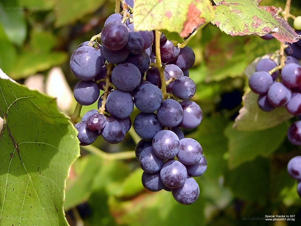 purple grapes on a vine