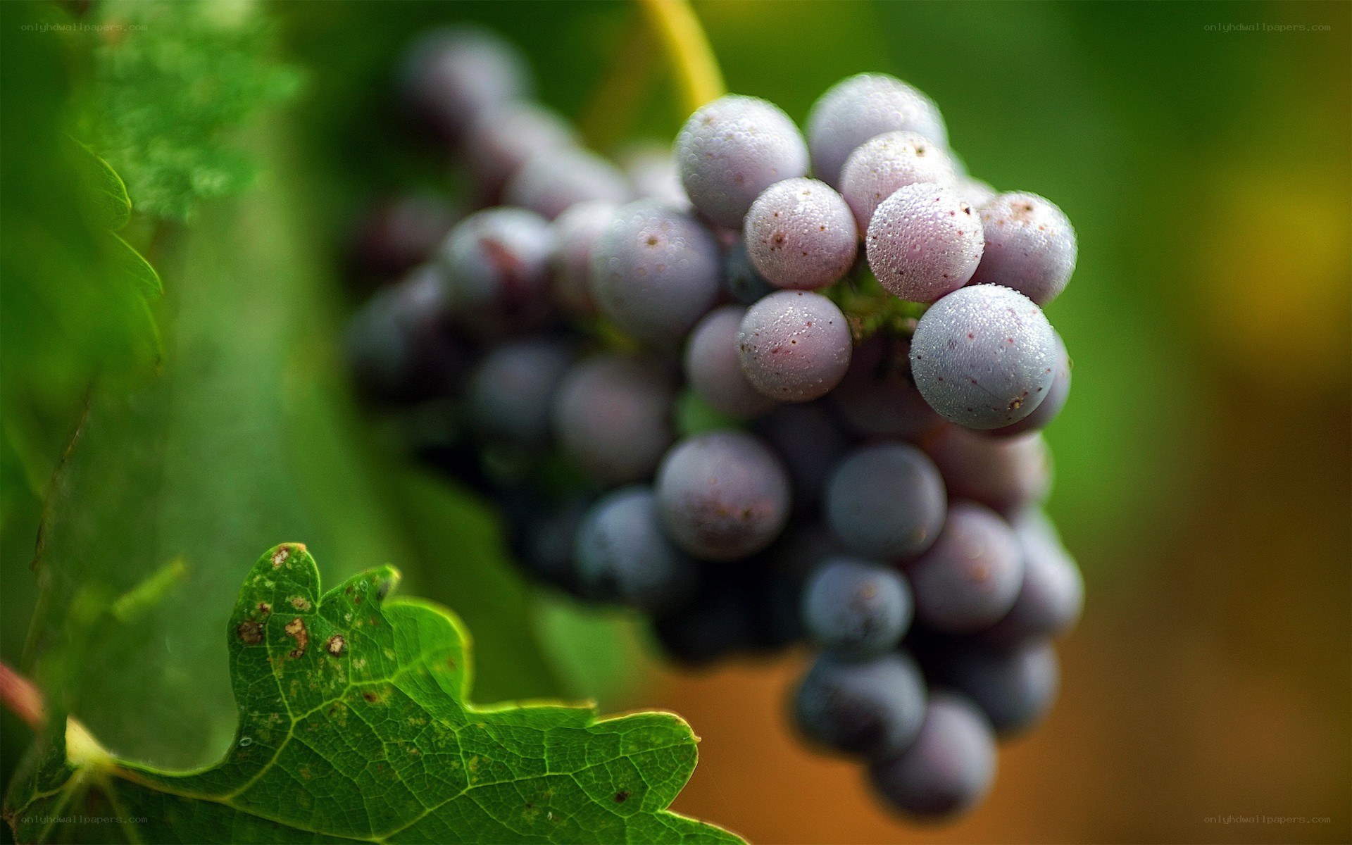 purple grapes on a vine