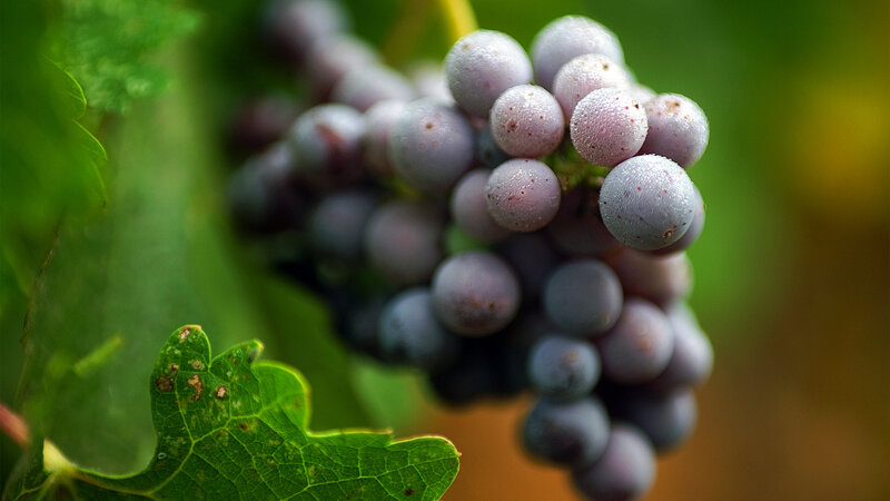 Purple Grapes on Vine — Green, Natural, Afternoon, Photograph, Leaf