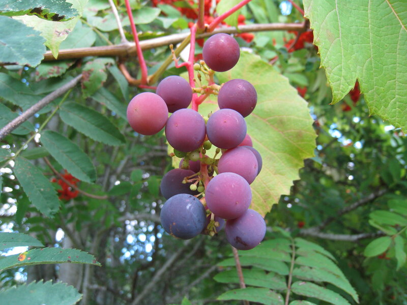 Purple Grapes on Vine — Green, Natural