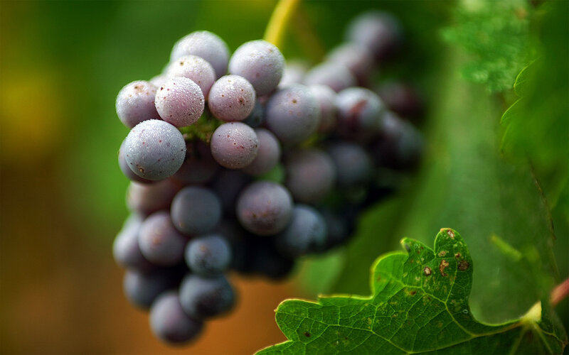 Purple Grapes on Vine — Green