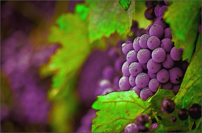 Purple Grapes on Vine — Natural, Photograph