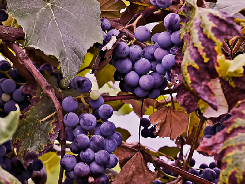 Purple Grapes on Vine