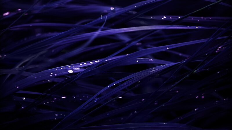 Purple Grass Blades
