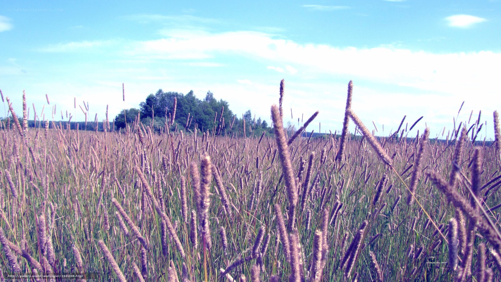Purple grass field under blue sky