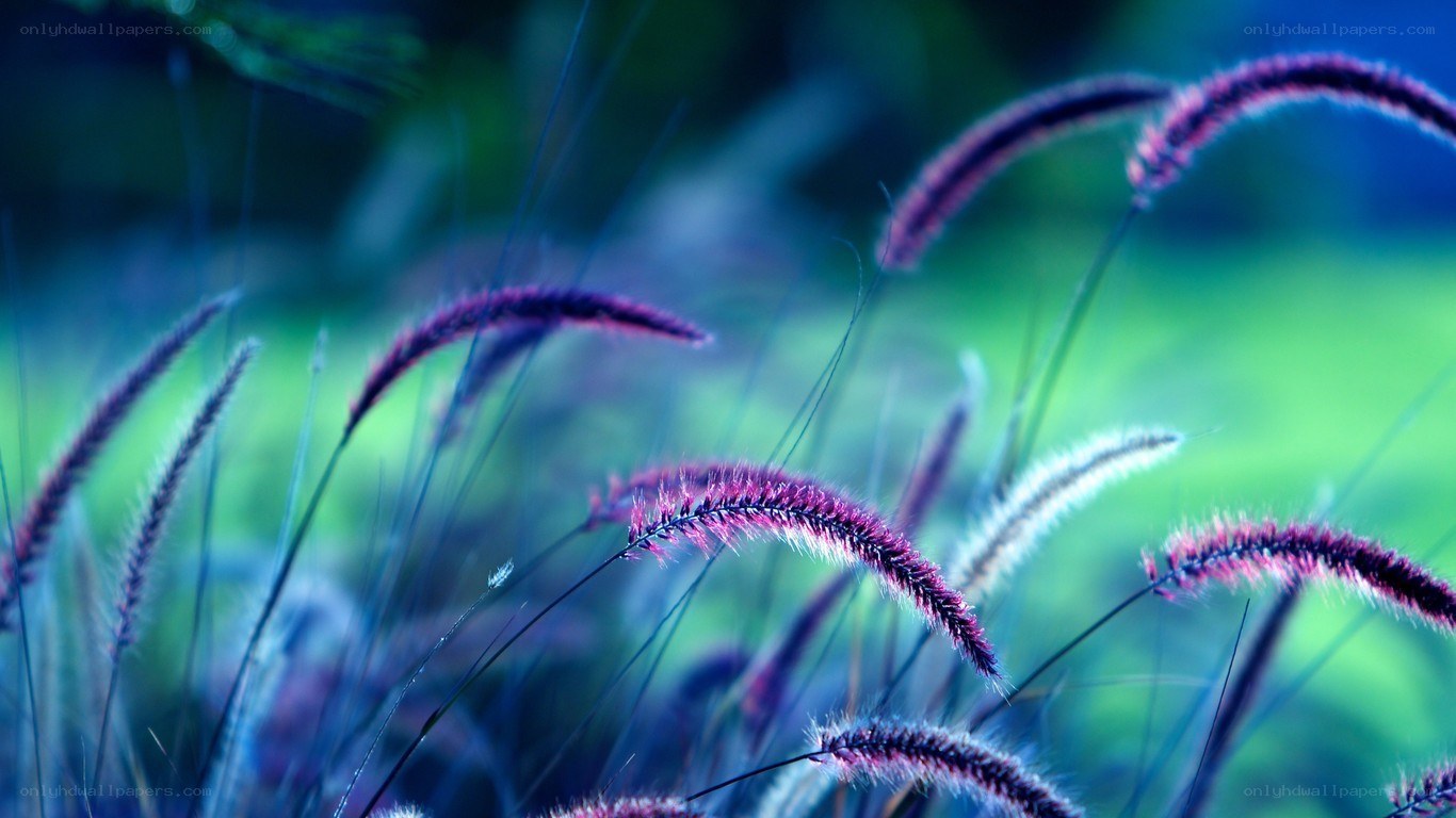 Purple grass in blue light