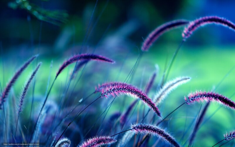 Purple grass in blue light