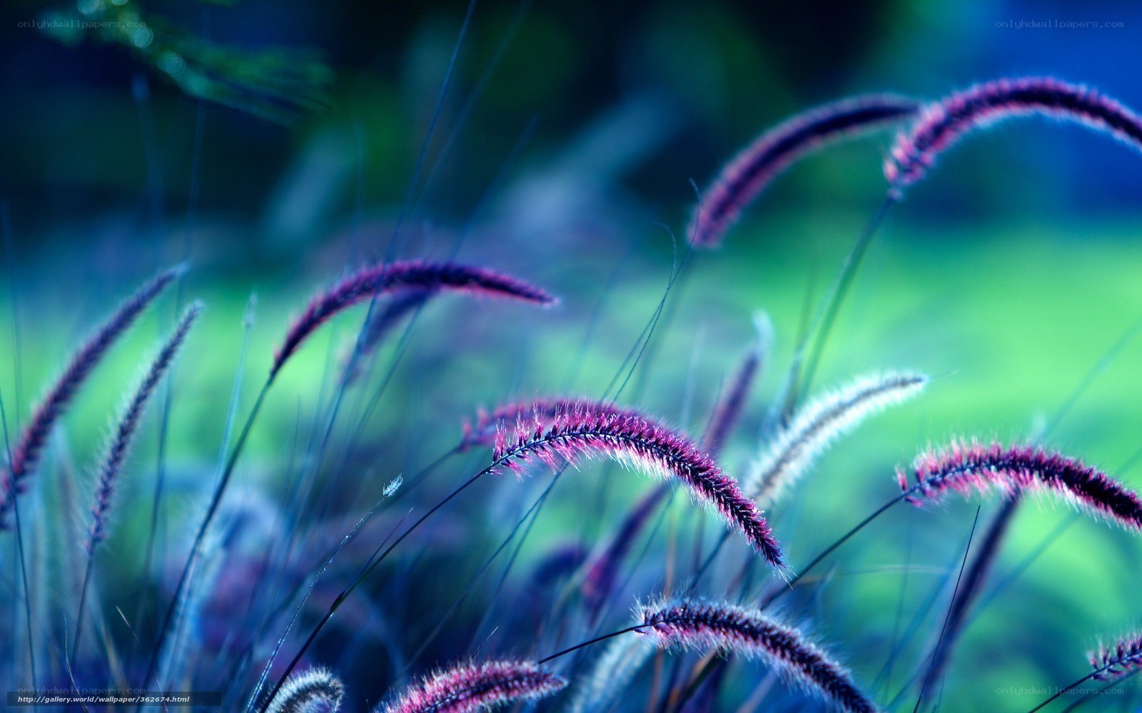 Purple grass in blue light