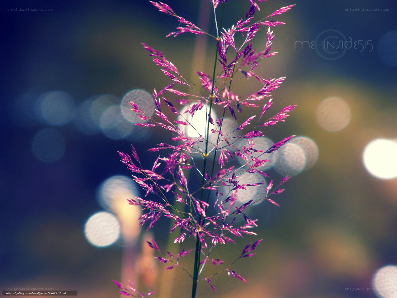 Purple grass in bokeh light