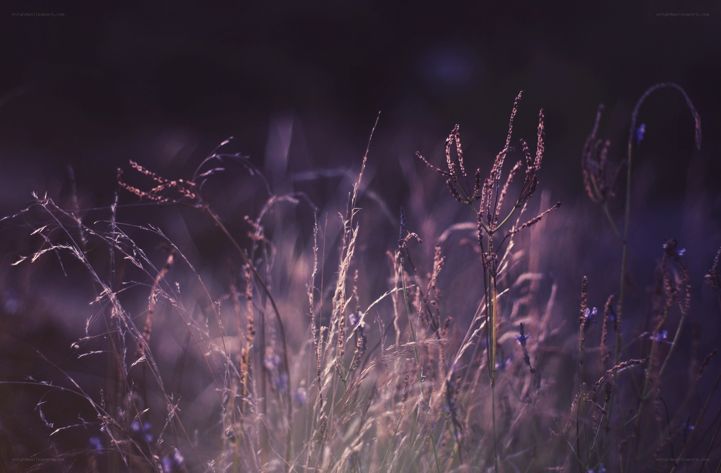 Purple grass in evening light
