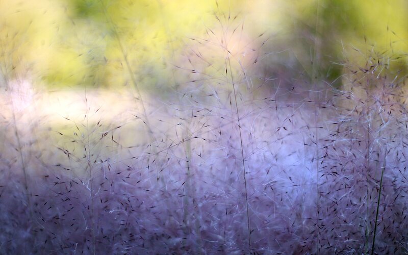 Purple Grass in Field — Serene, Afternoon