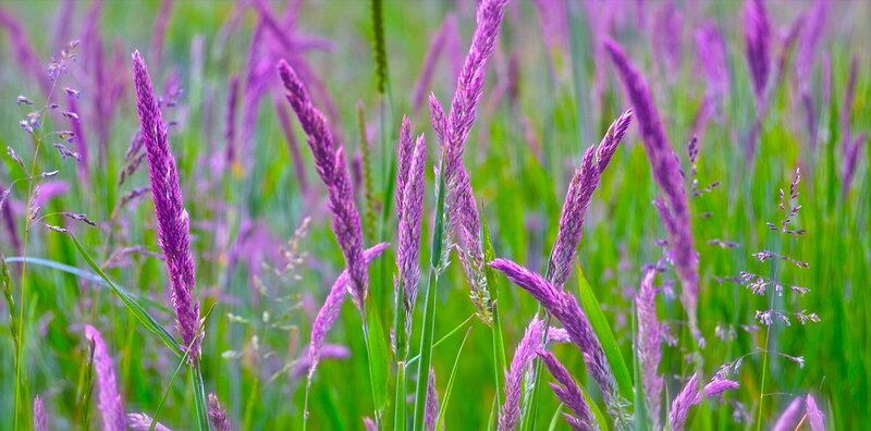 Purple Grass in Field — Serene, Summer