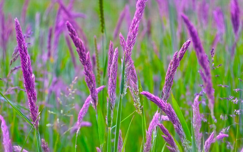 Purple Grass in Field — Serene