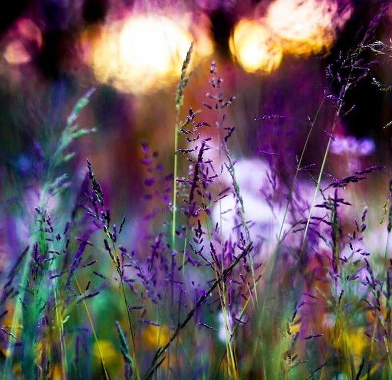 Purple Grass in Field
