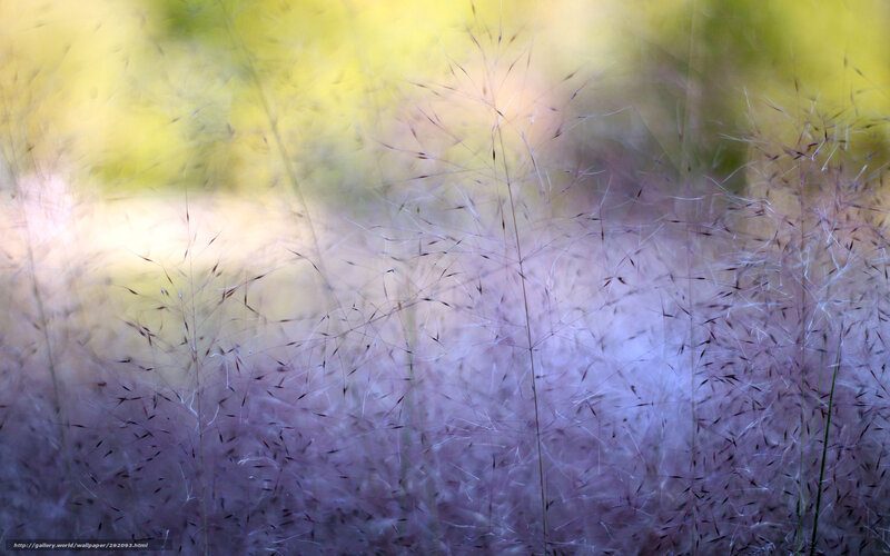 Purple grass in golden light