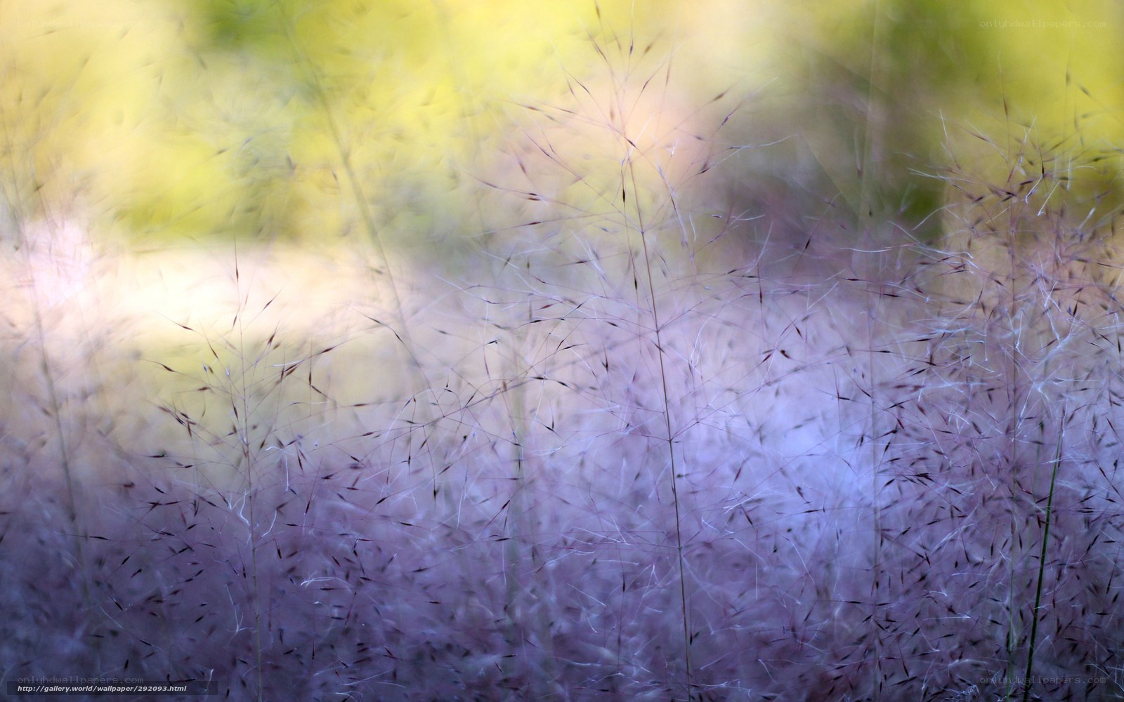 Purple grass in golden light