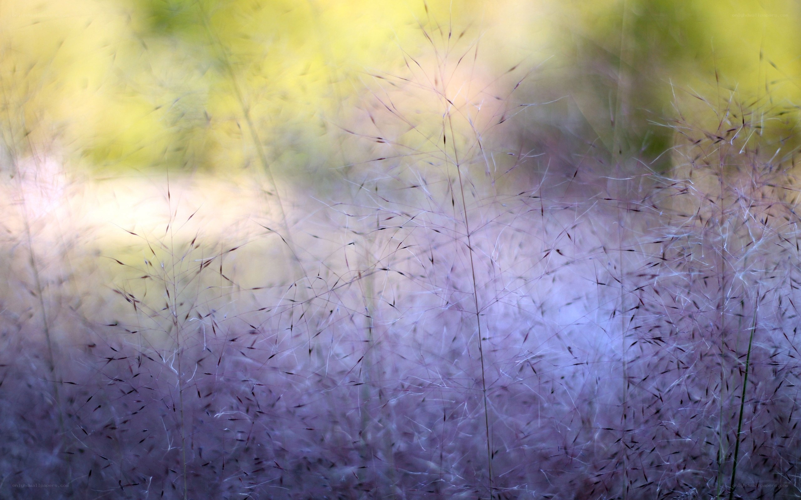 Purple grass in soft focus