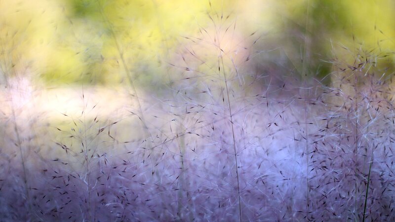 Purple grass in soft focus