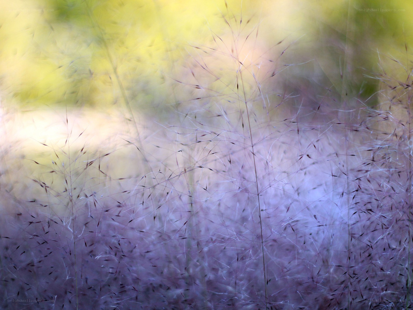 Purple grass in soft focus