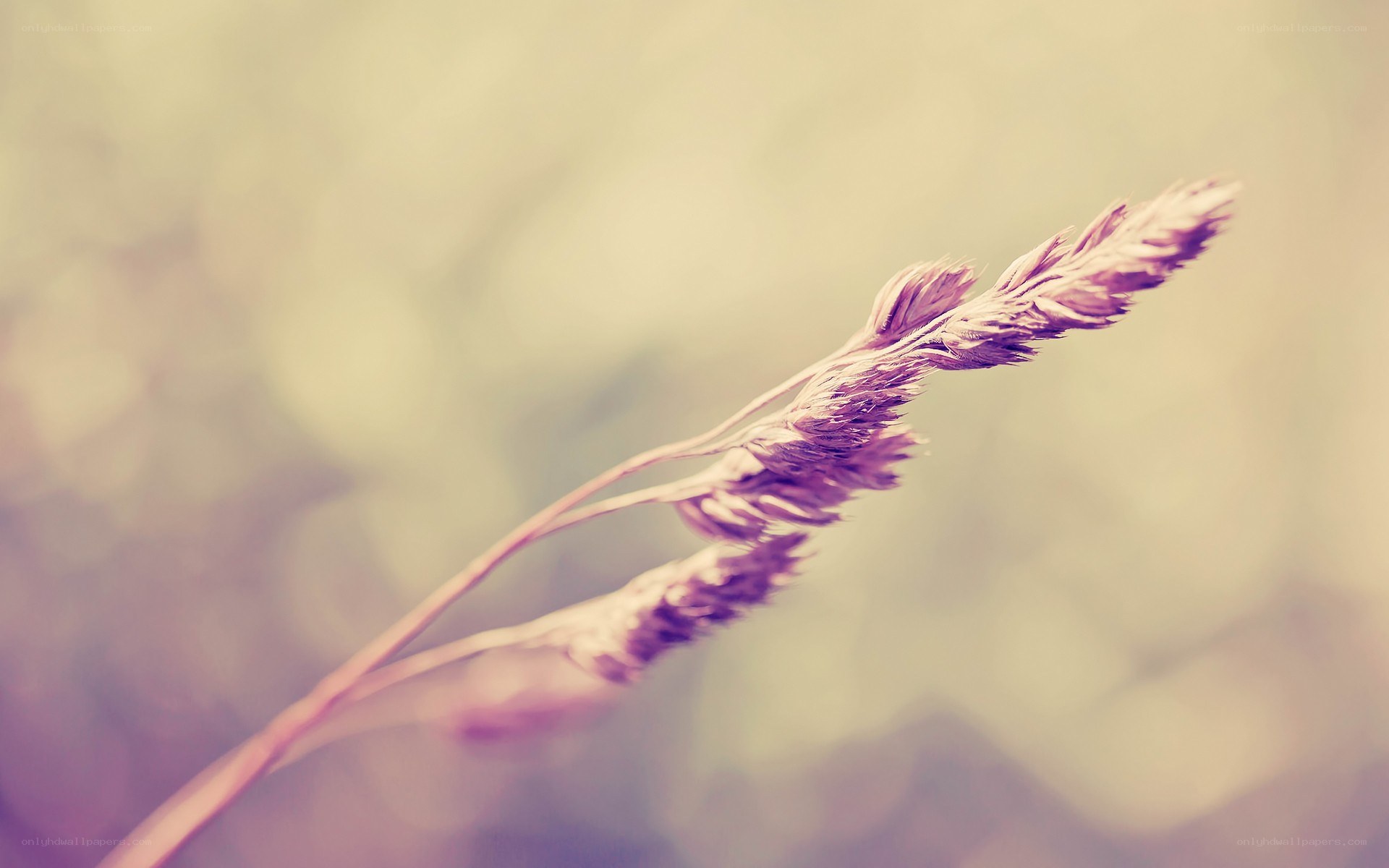 Purple grass in soft focus