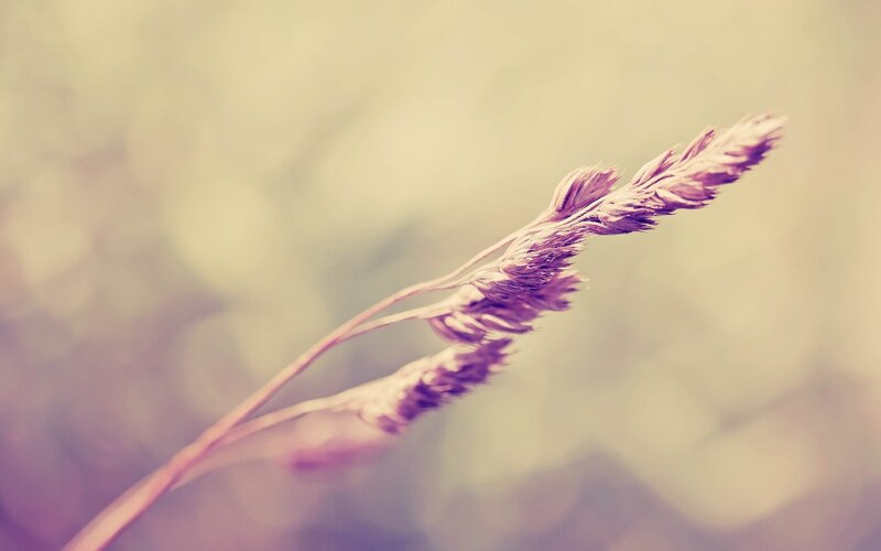 Purple grass in soft focus