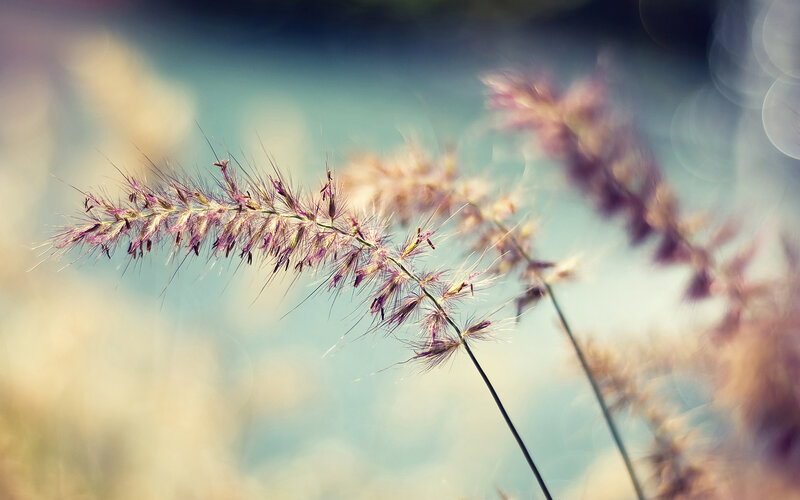 Purple grass in sunlight