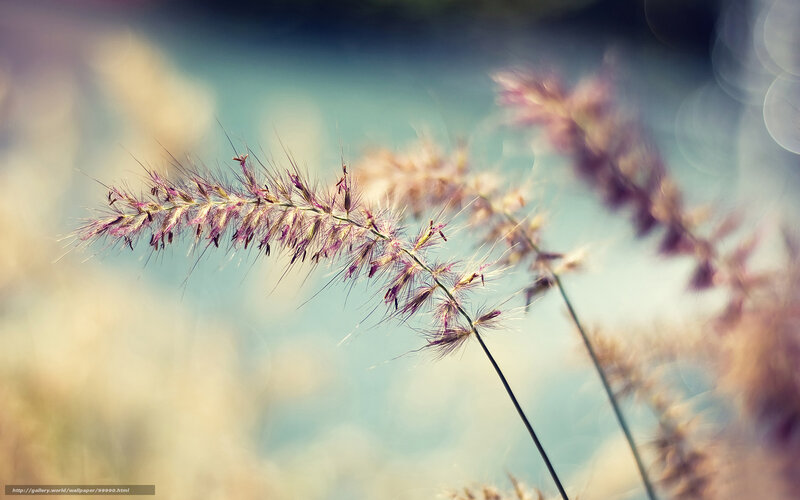 Purple grass in sunlight