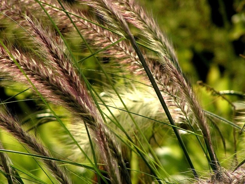 Purple Grass Plumes — Green