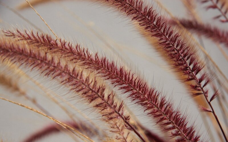 Purple grass plumes in sunlight
