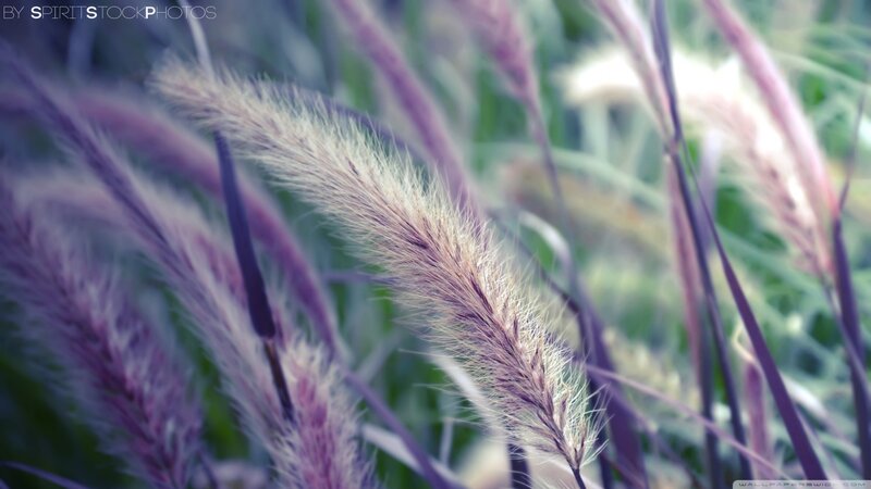 Purple Grass Plumes