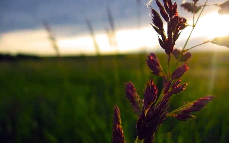 Purple Grass Seed Head — Green