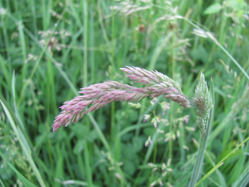 purple grass seed head