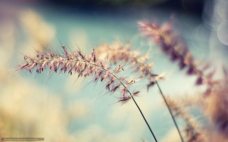 Purple Grass Seed Heads — Serene, Afternoon