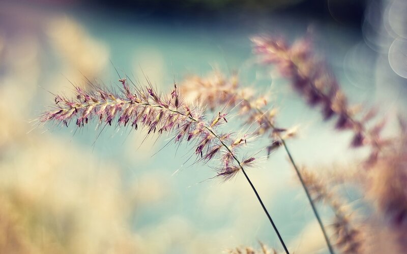 Purple Grass Seed Heads — Serene