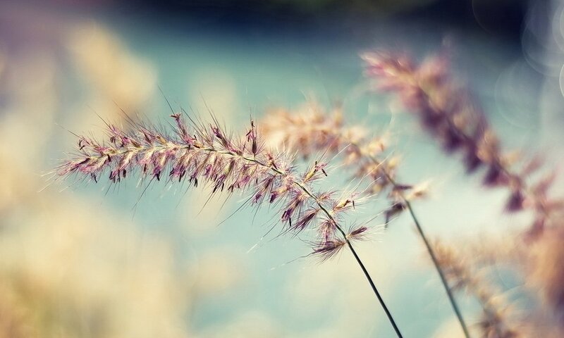 Purple Grass Seed Heads