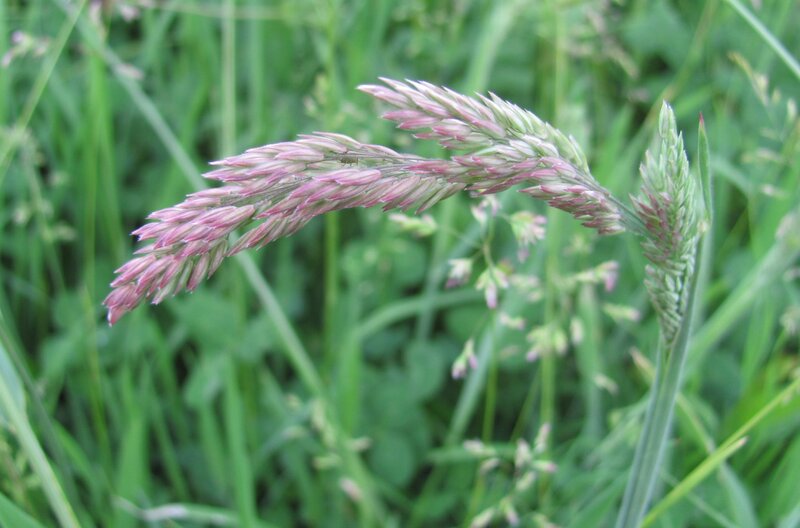 purple grass spikelet