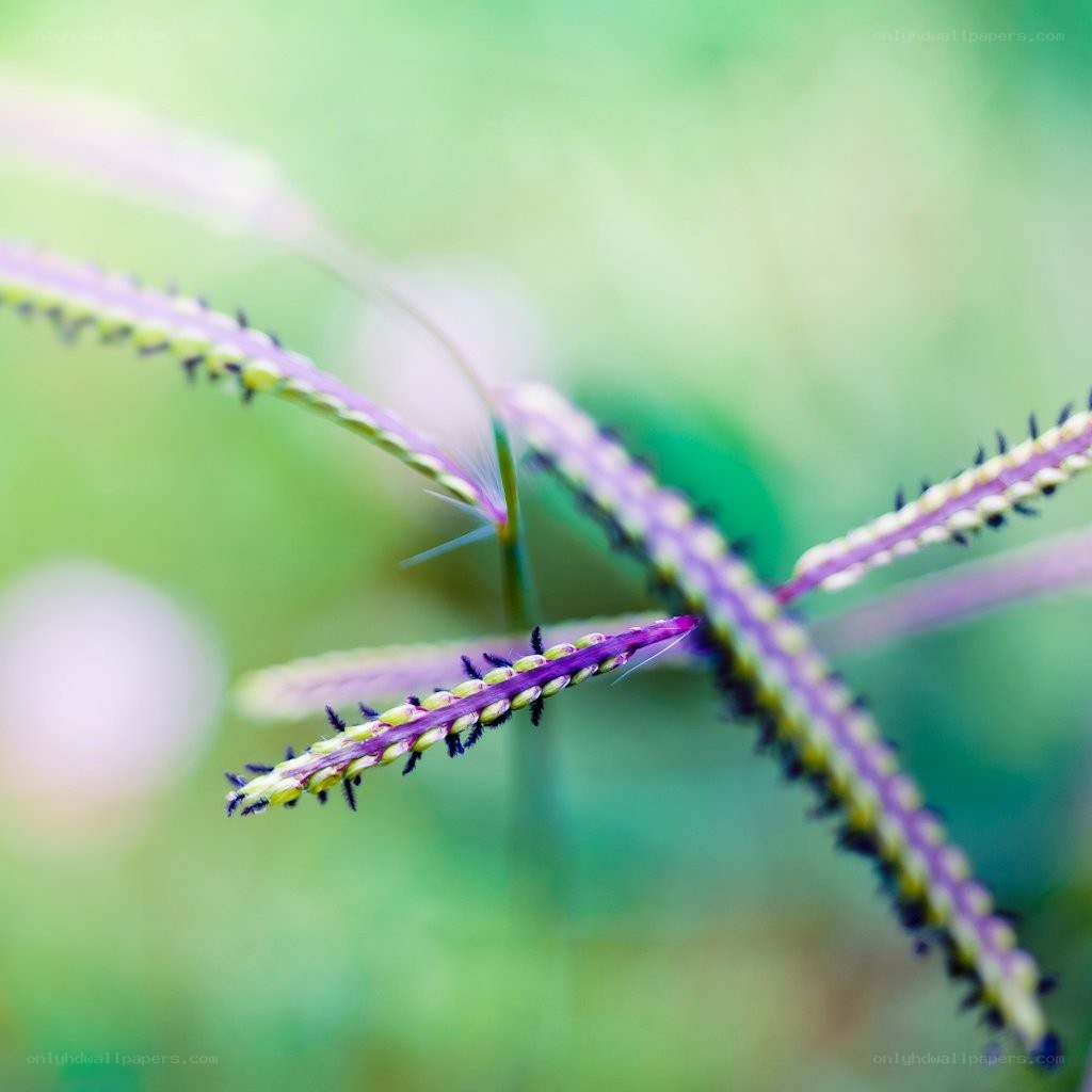 Purple grass spikes in sunlight