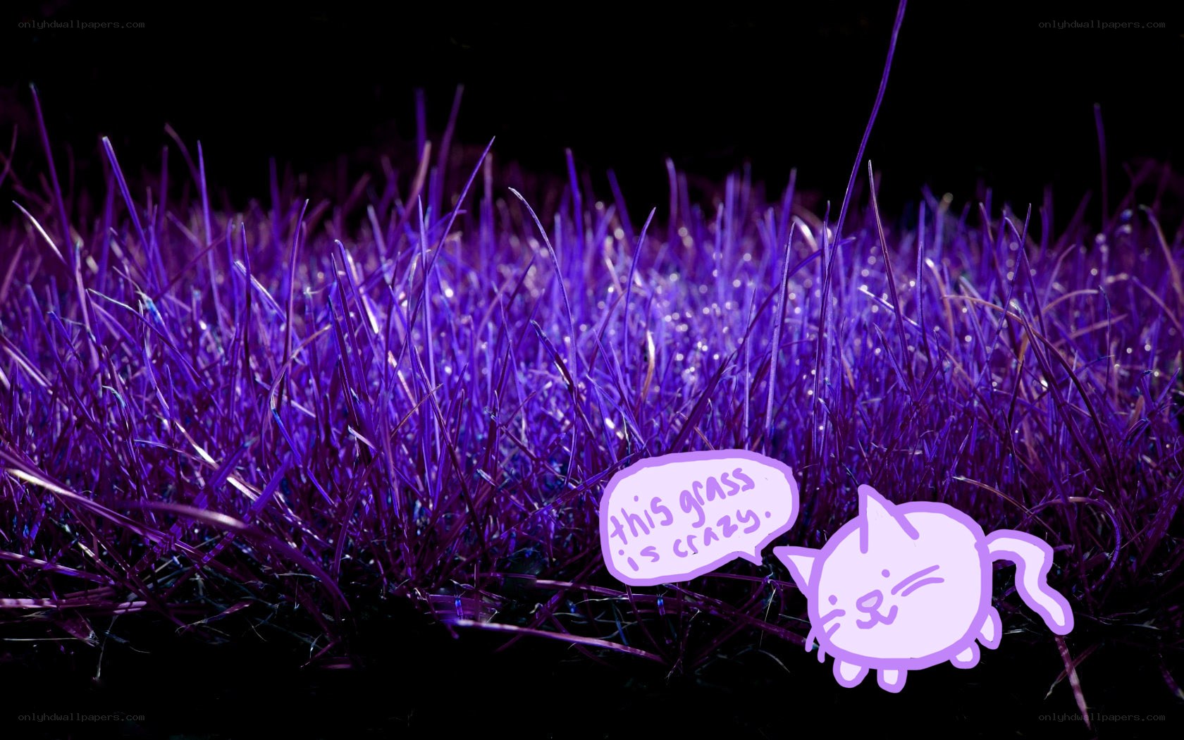 purple grass with cat