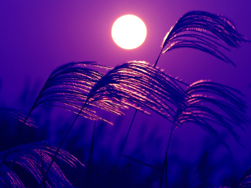 Purple Grasses at Sunset