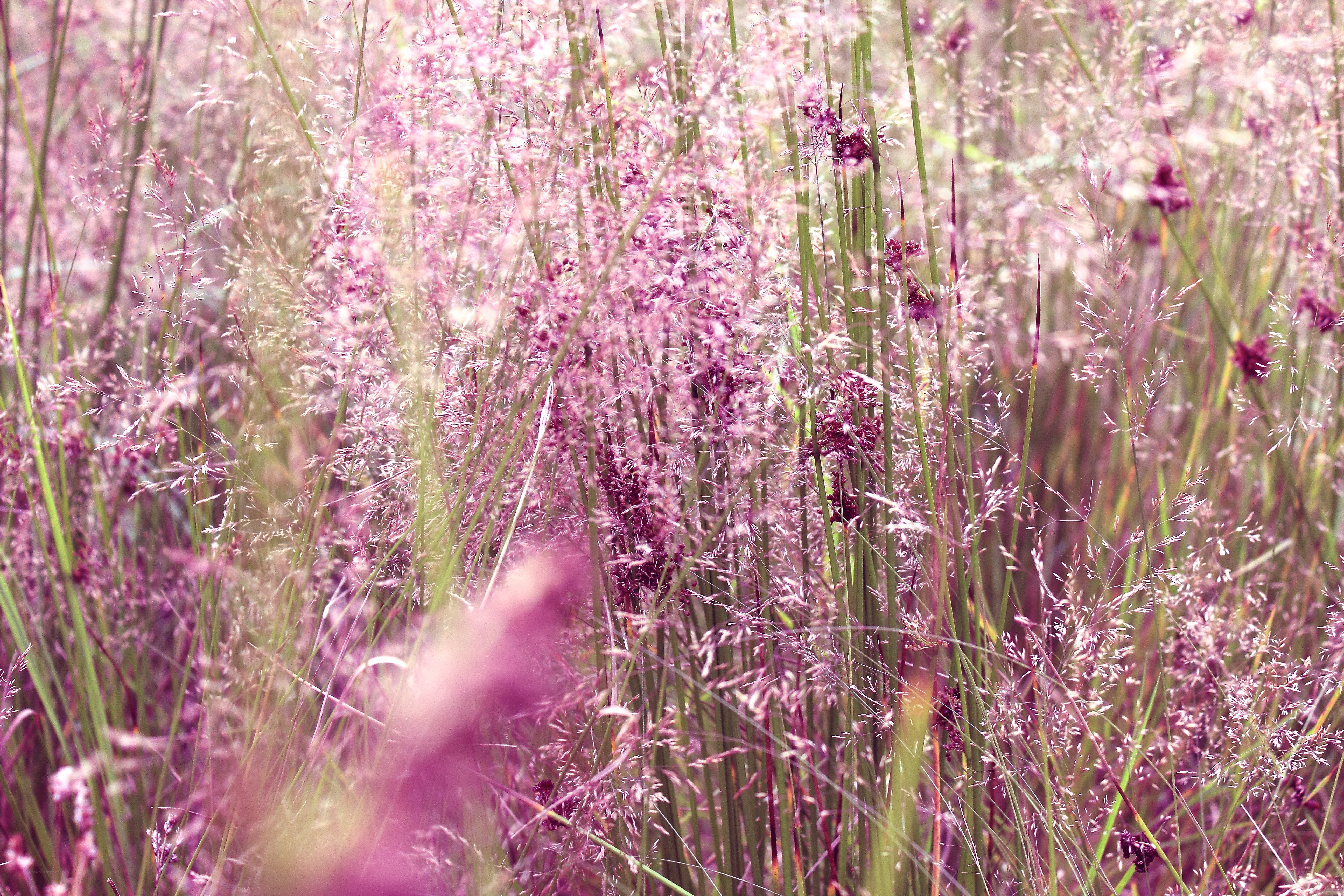 purple grasses in a field