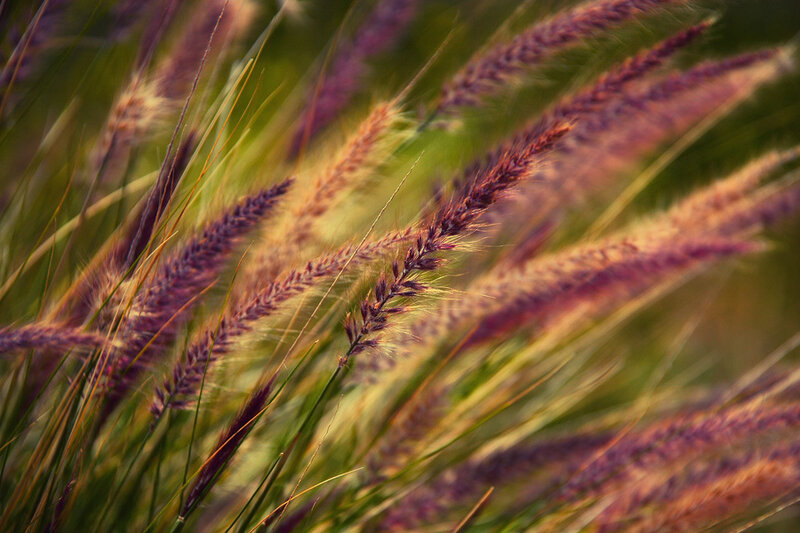 Purple grasses in golden light