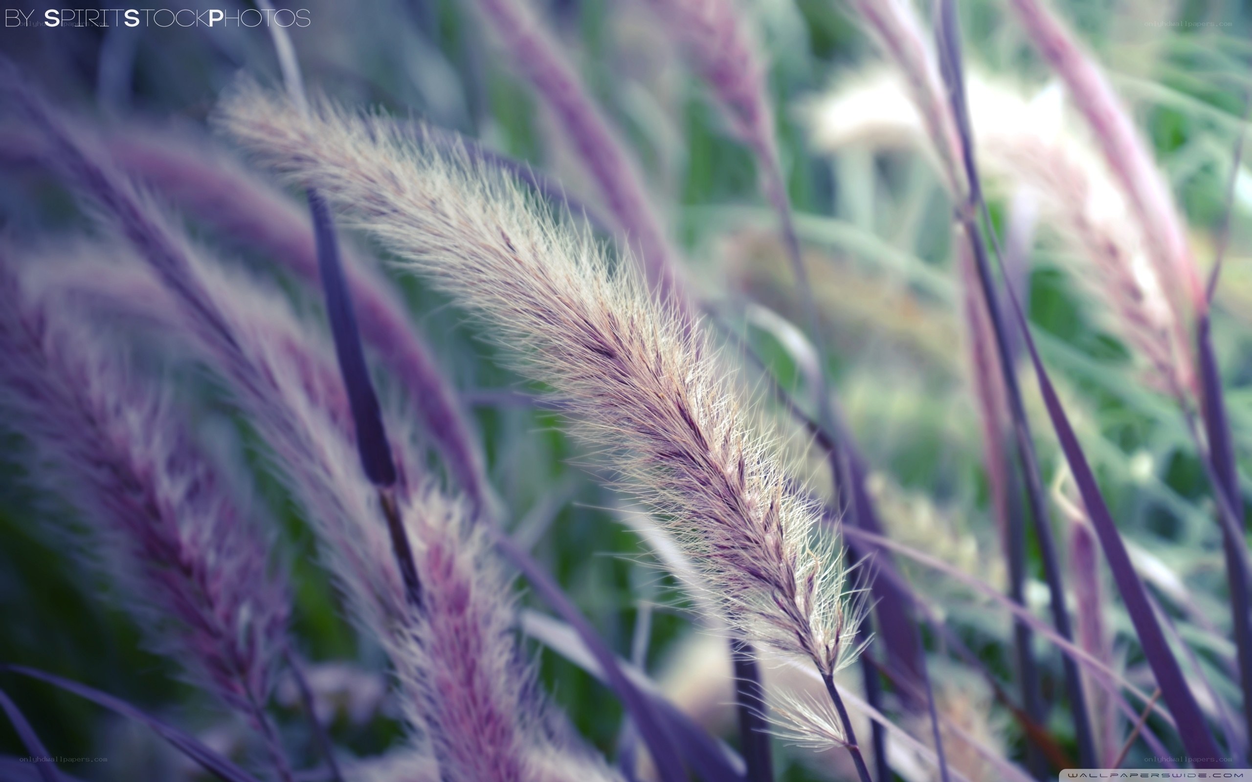 purple grasses in soft focus