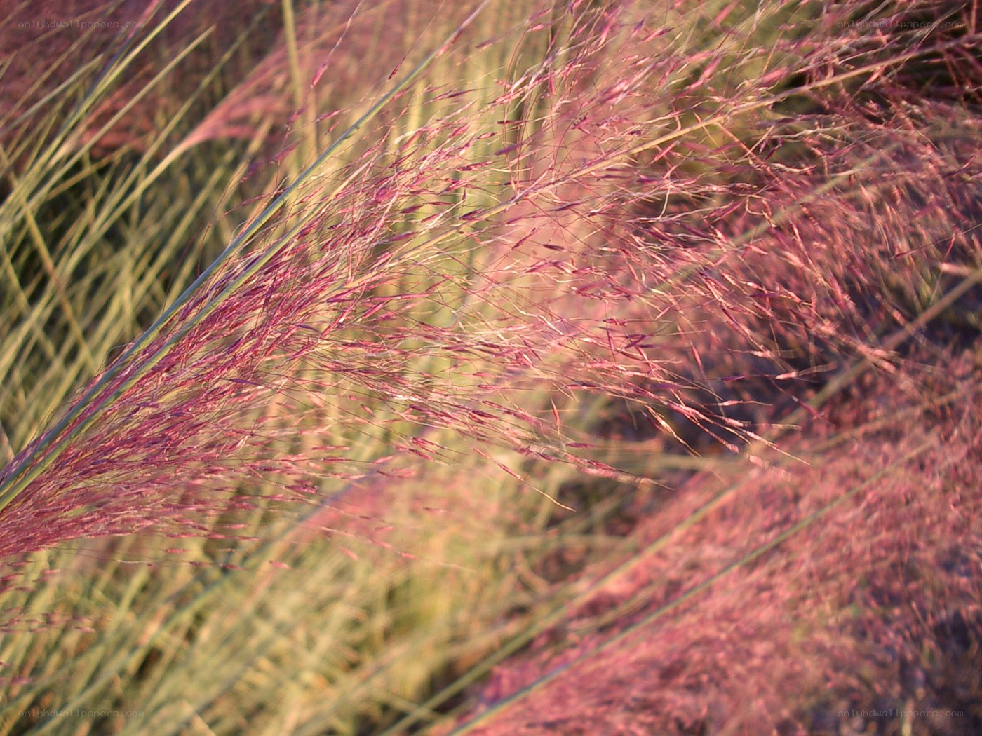Purple grasses in sunlight