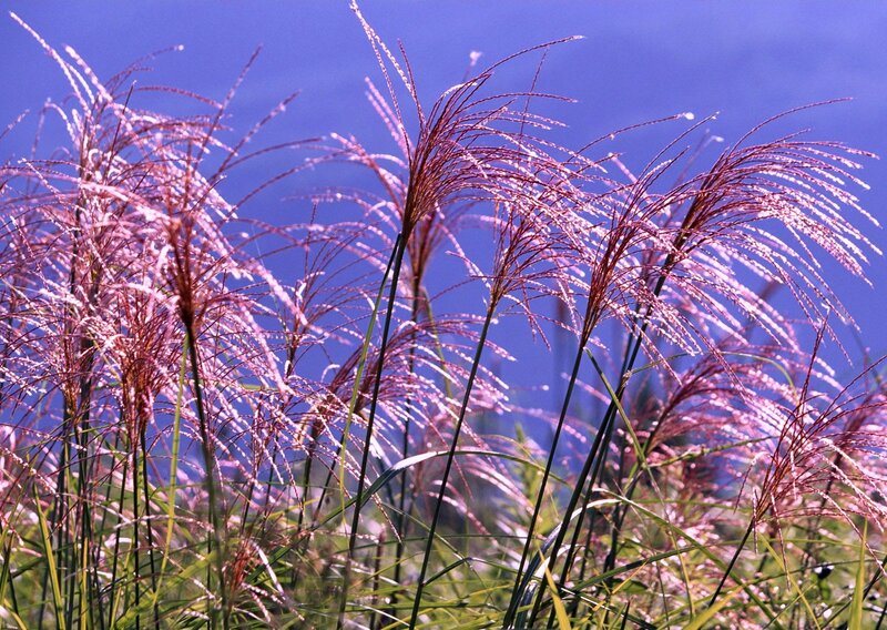 Purple Grasses in Wind