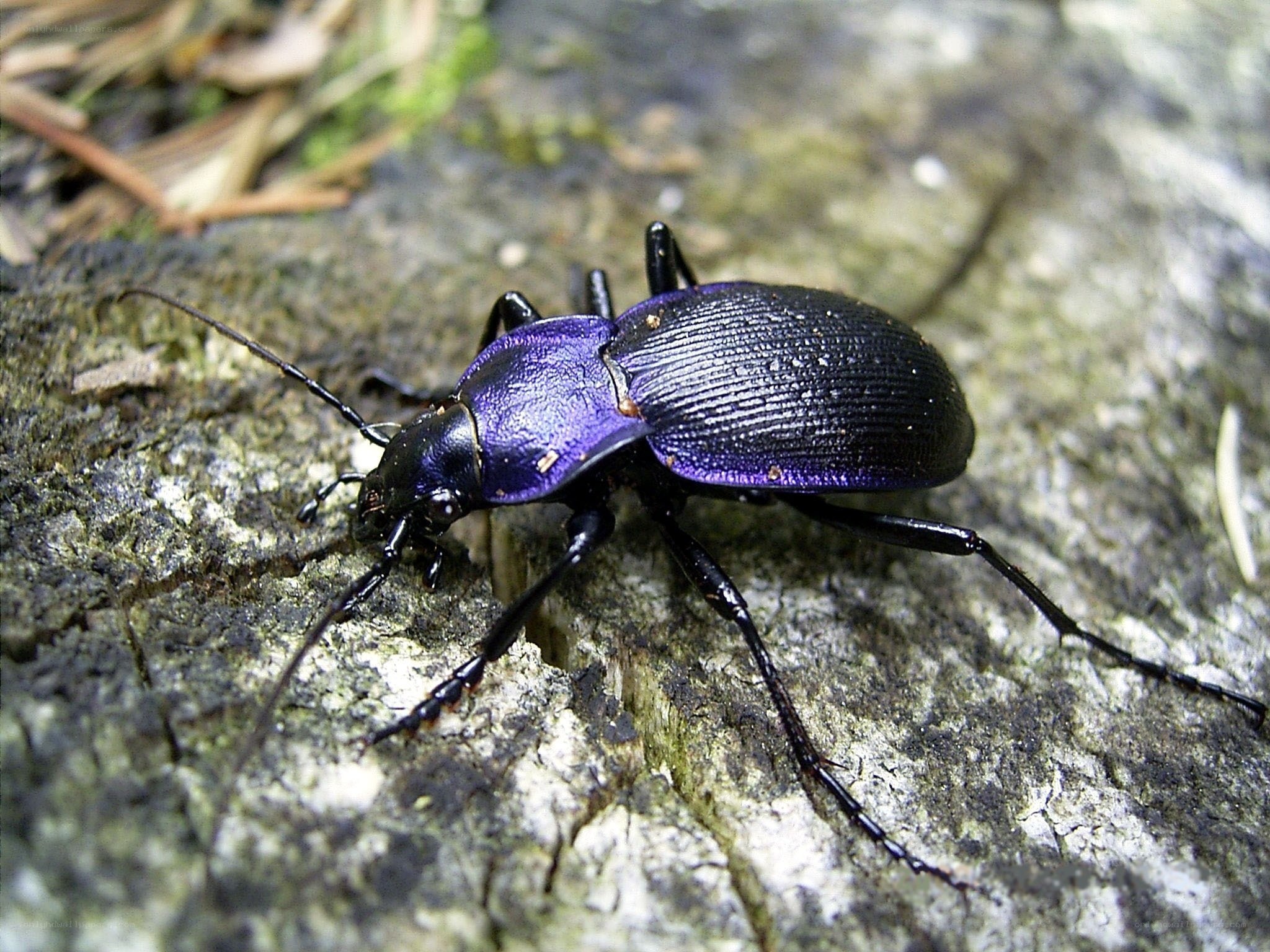 purple ground beetle on rock