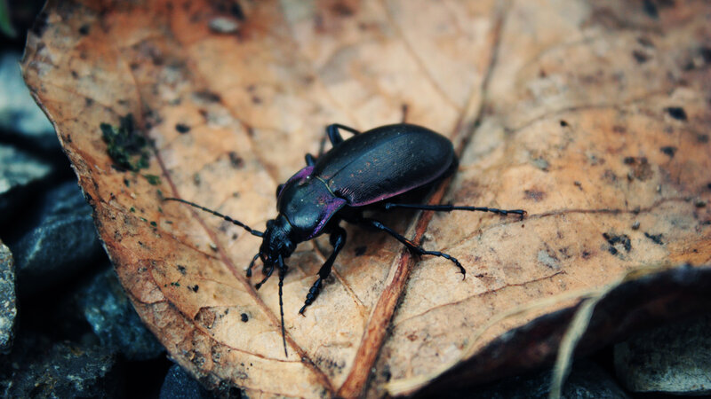 Purple Ground Beetle