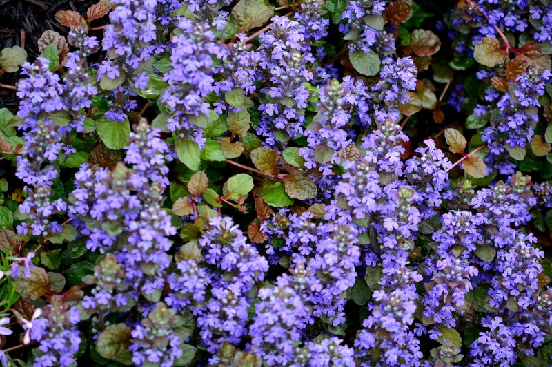 Purple Ground Cover Flowers