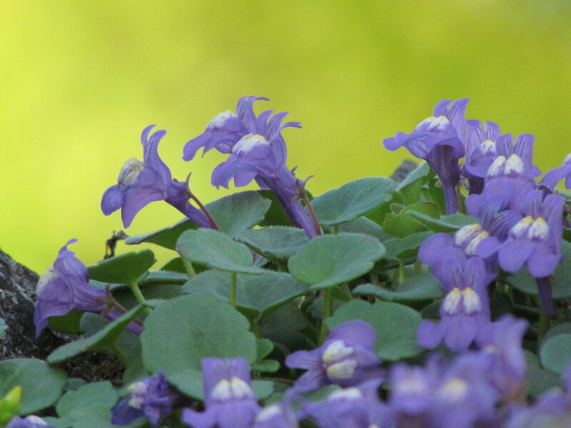 Purple Ground Flowers — Calm